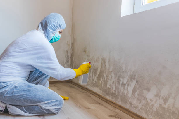 Licensed Commercial Mold Remediation service in Oyster Bay, NY - WQB Mold Removal